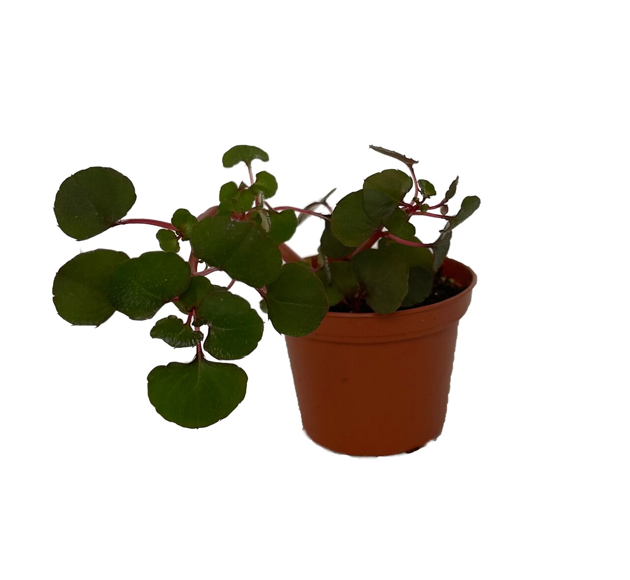 Impatiens repens Golden Dragon - Tropical Vining House Plant - 2.5" Pot